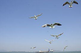 Sea gulls enroute Elephanta Island