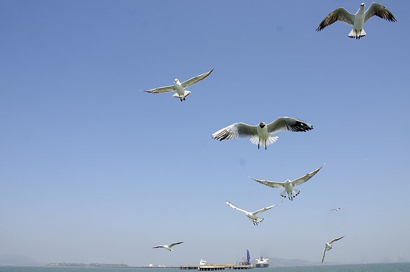 File:Elephanta Ferry 3.jpg