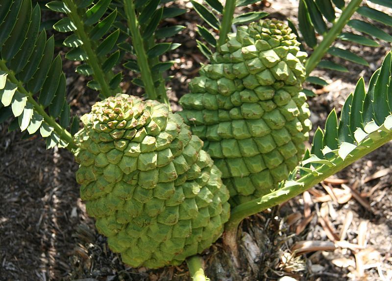 File:Encephalartos concinnus.jpg