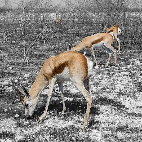 File:Etosha Springbock.jpg