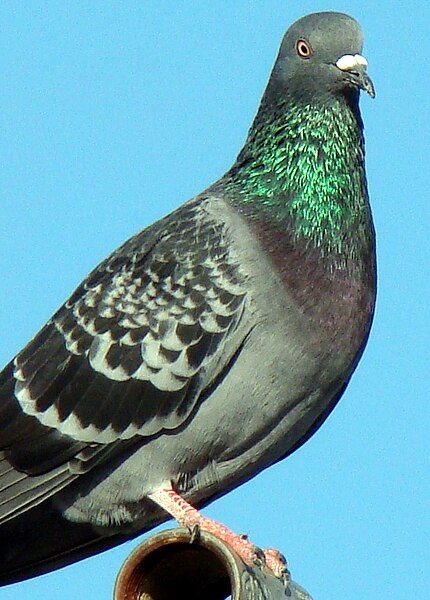 File:Feral Pigeons.jpg