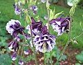 Aquilegia as an amateur gardener, I would have called this cultivar a 'double' and it might be a triple. I like the wild ones....