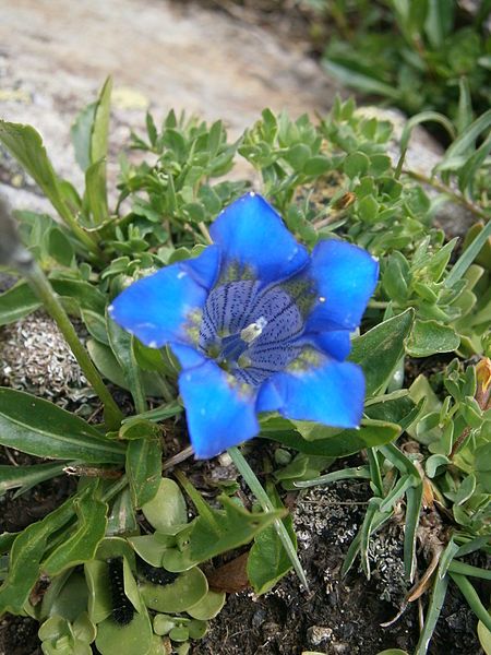 File:Gentiana alpina 002.jpg