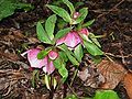 Helleborus orientalis subsp. abchasicus