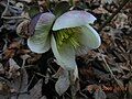 Helleborus × ericsmithii