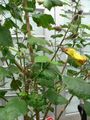 Hibiscus brackenridgei, Brackenridge's rosemallow