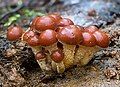 Hypholoma sp, Myrtle Forest, Collinsvale, Tasmania, Australia