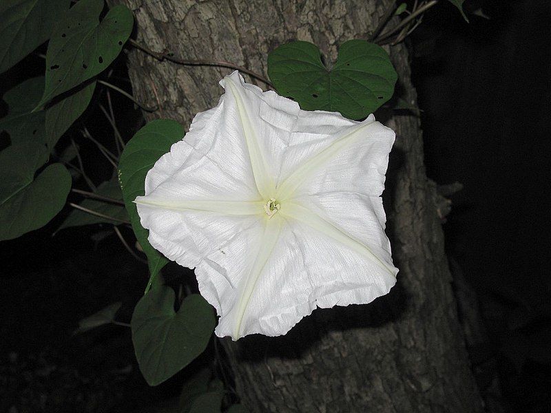 File:Ipomoea alba270483816.jpg