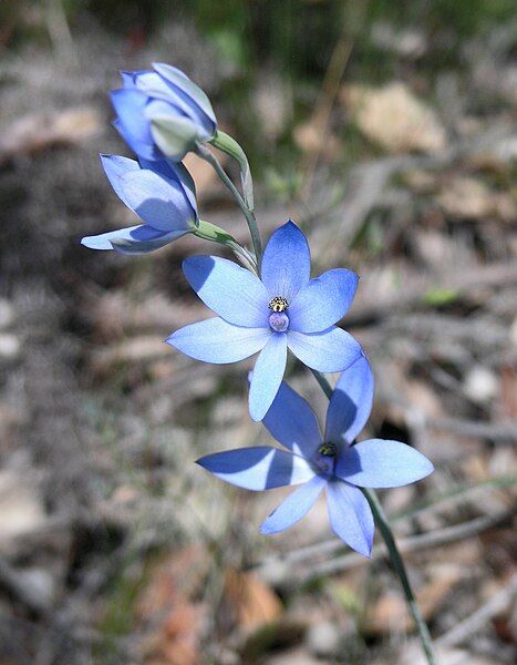 File:Jarrahdale Flower 2.jpg