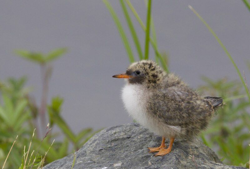 File:Juvenile Arctic Tern.jpg