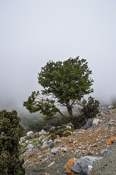 File:Katharo plateau 7.jpg