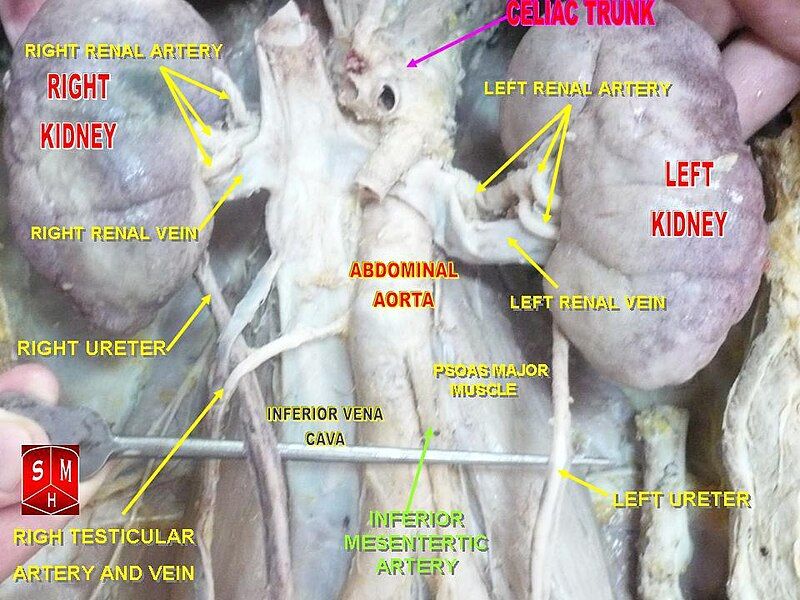 File:Kidneys.jpg