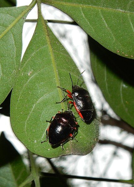 File:Lampromicra aerea Ferndale.jpg