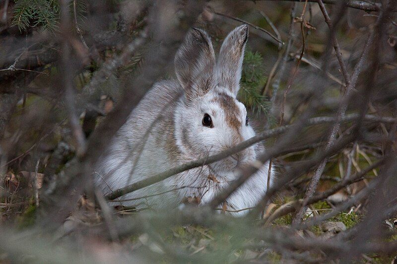 File:Lepus americanus (31255566782).jpg