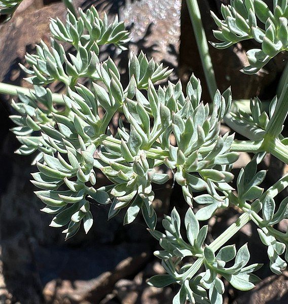 File:Lomatium cuspidatum JHT-1.jpg