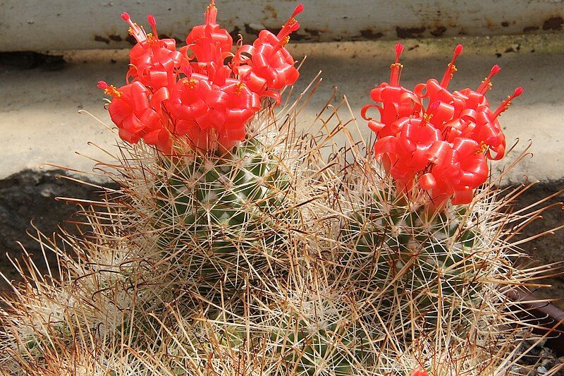 File:Mammillaria poselgeri.jpg