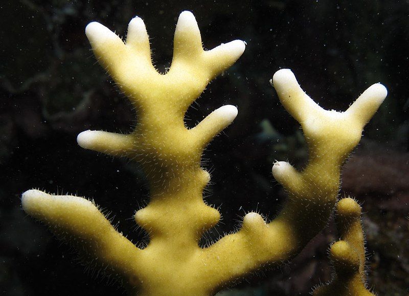 File:Millepora, dactylozoides.jpg