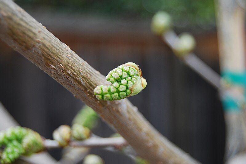 File:Mulberryflowerbud3000px.JPG