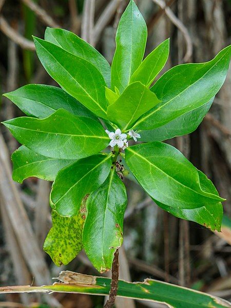 File:Myoporum wilderi-3.jpg