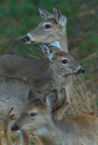 File:NC Deer.jpg