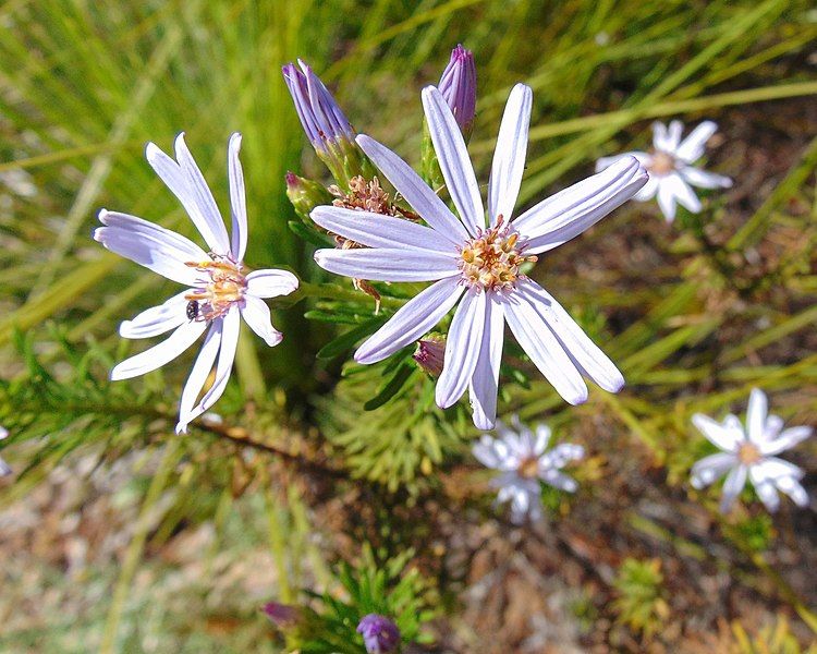 File:Olearia tenuifolia, ANBG.jpg