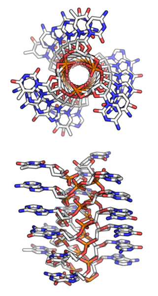 File:Pauling DNA triplex.png