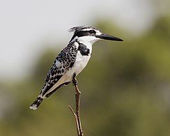 Female C. r. syriacus Israel