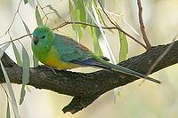 Red-rumped Parrot