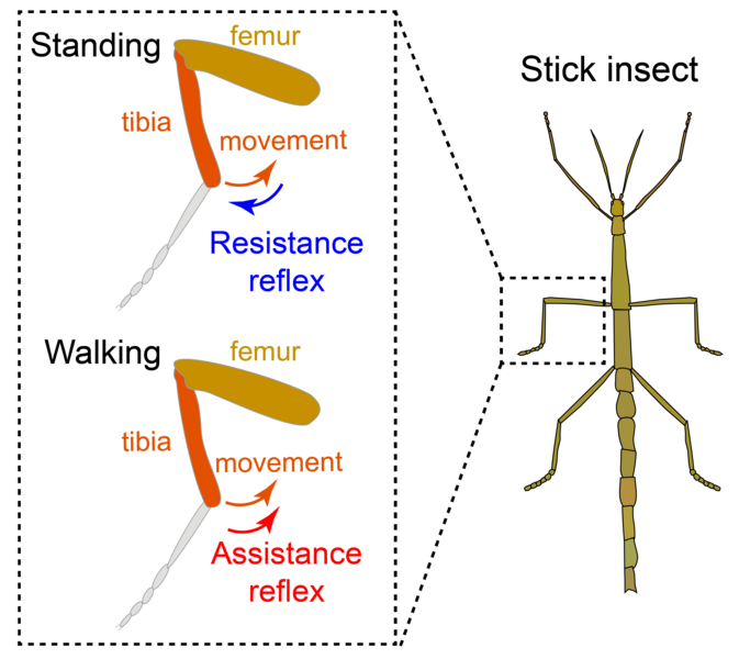 File:Reflex reversal revised-01.png