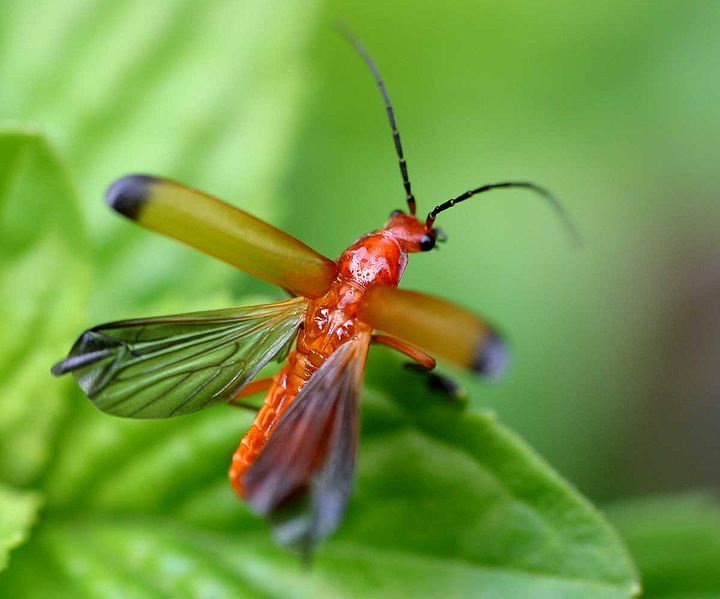 File:Rhagonycha fulva01.jpg