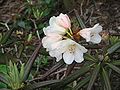 Rhododendron yakushimanum cultivar