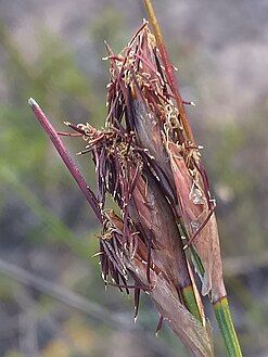 Flowering heads with stamens