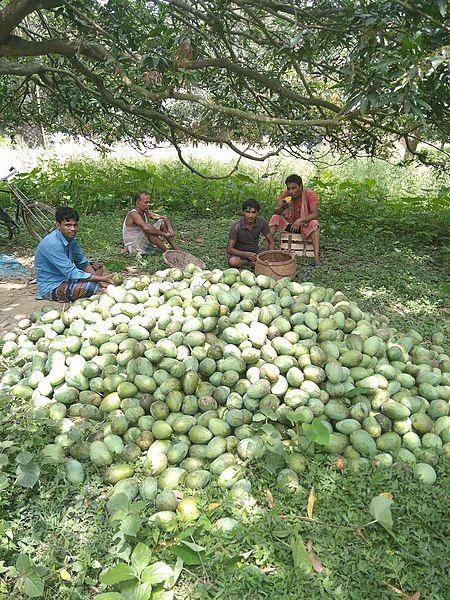 File:Sattari Mango.jpg