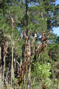 Flowering heads