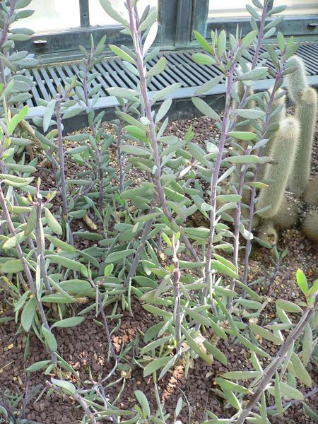 File:Senecio crassissimus1.jpg