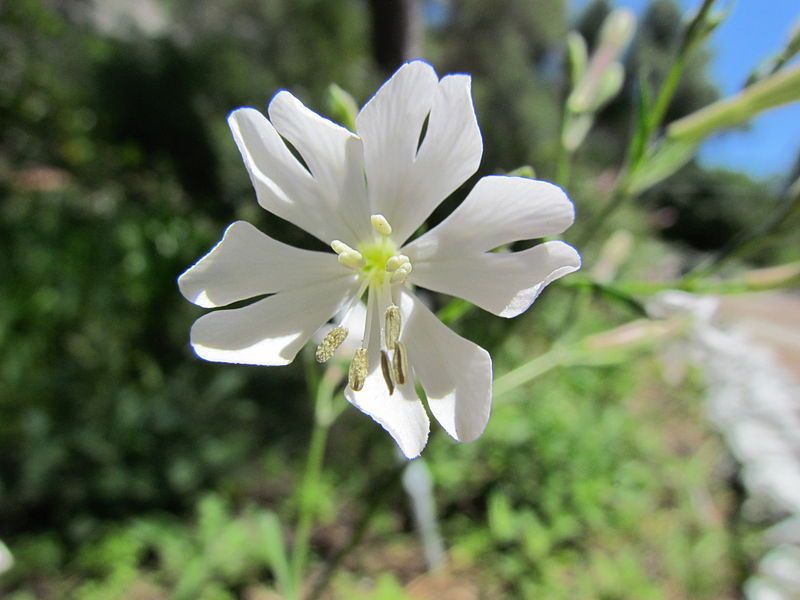 File:Silene Tomentosa.jpg