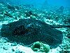 Blotched fantail ray (Taeniura meyeni) in the Seychelles