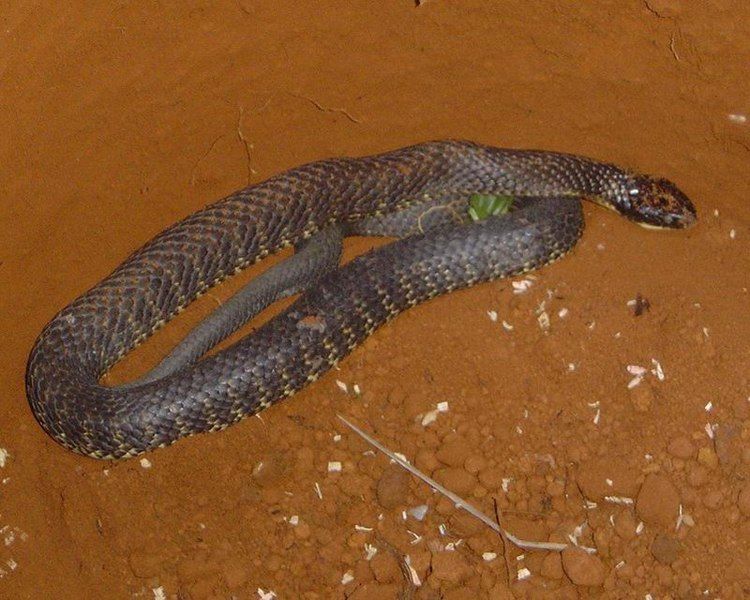 File:Tiger snake 2.jpg