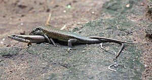 Mating skinks, Trachylepis maculilabris