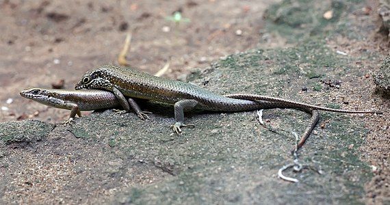 Trachylepis maculilabris mating, by Muhammad Mahdi Karim