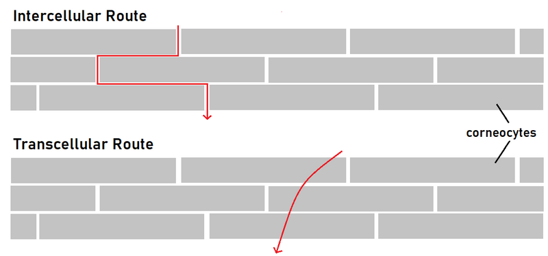 File:Transdermal penetration routes.png