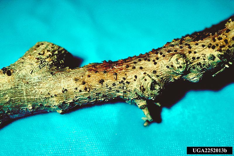 File:Tubercularia ulmea.jpg