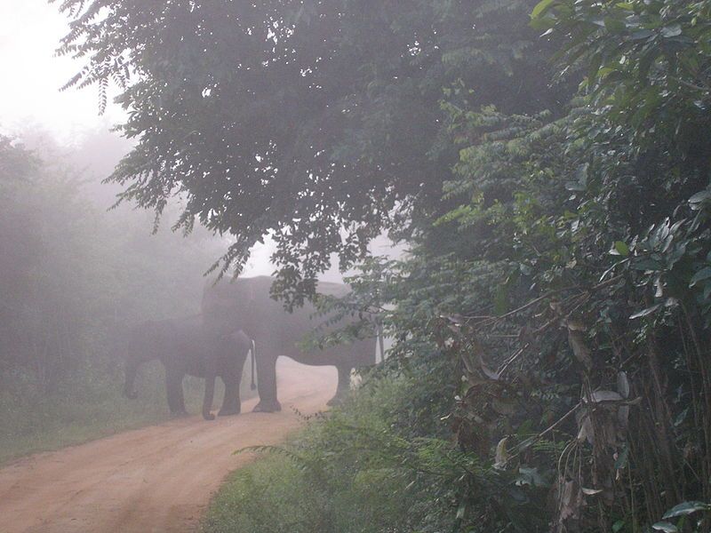 File:Wasgamuwa elephant.jpg