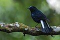 In Phoolchoki Forest, Godawari, Lalitpur Nepal.