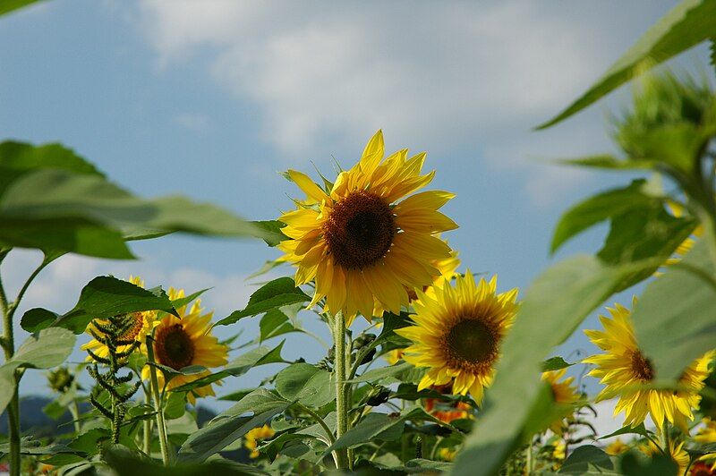 File:Wilkesboro Sunflower.JPG