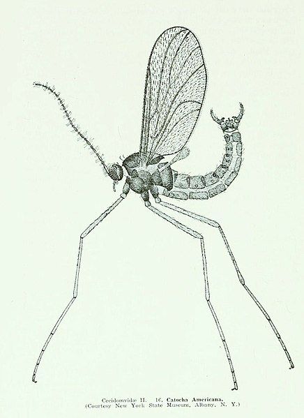 File:WillistonCecidomyiidae.jpg