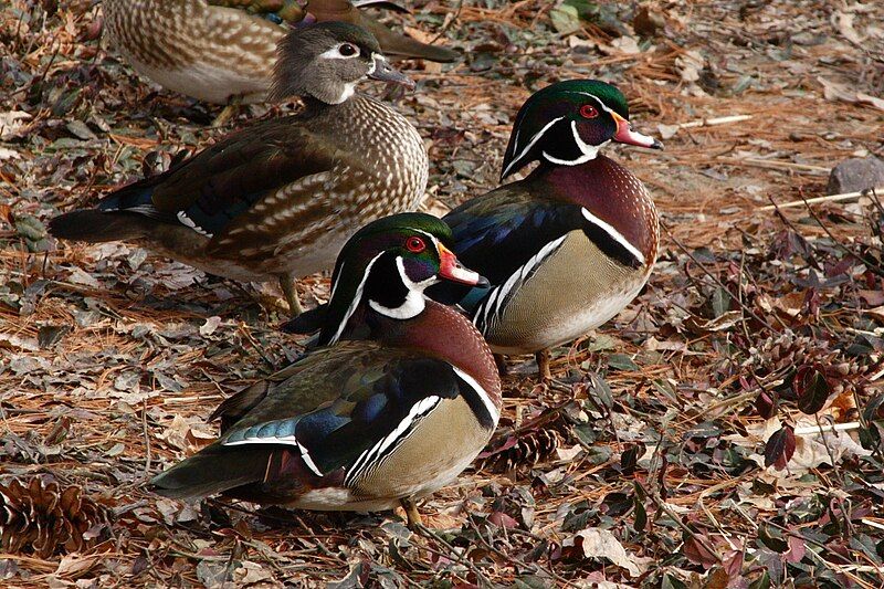 File:Wood ducks.JPG