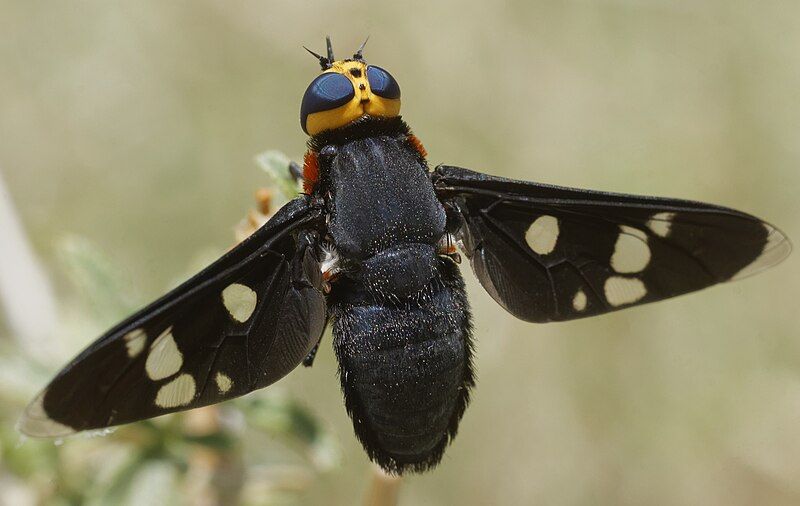 File:2610pokemonfly DSC7968 DxO.jpg