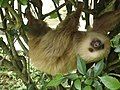 A two-toed sloth