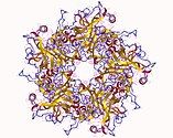 Human papillomavirus protein